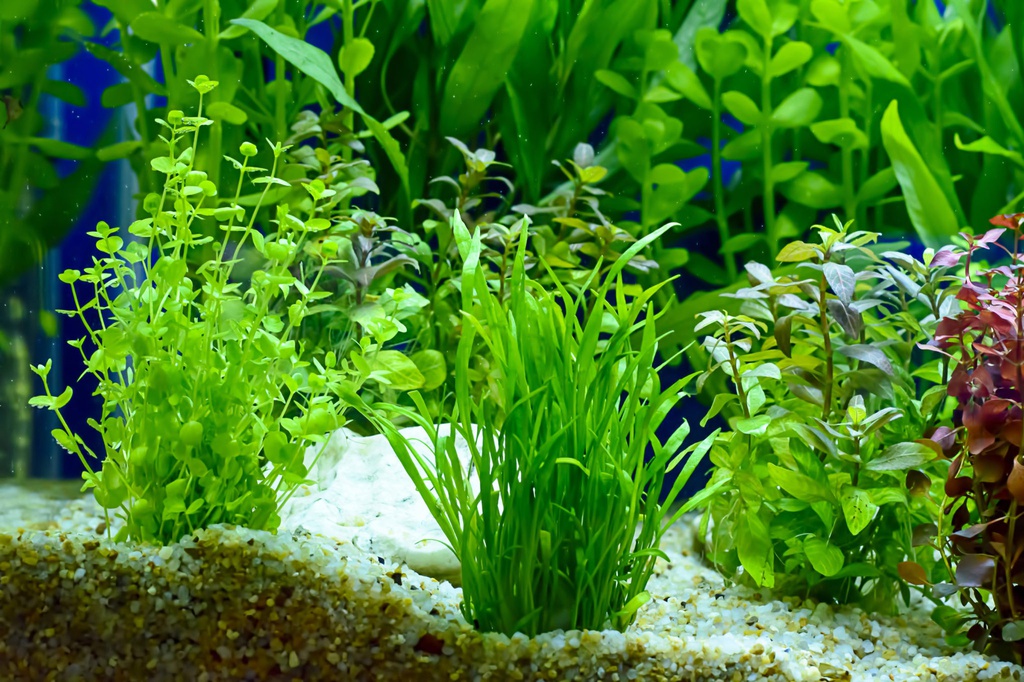 PLANTA NATURAL