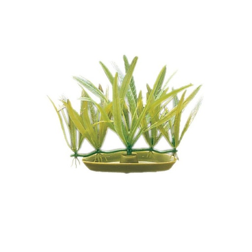 [PP-307] PLANTA DE ACUARIO FOREGROUND CRYPT BECKETTI 3&quot;