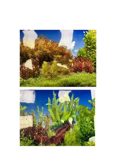 PANORAMA 15&quot;X50'