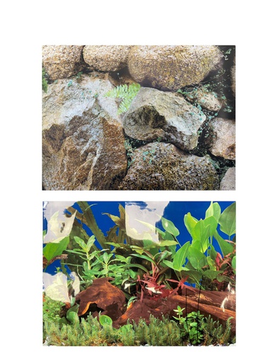 [S1F3-19] PANORAMA 19&quot;X50'